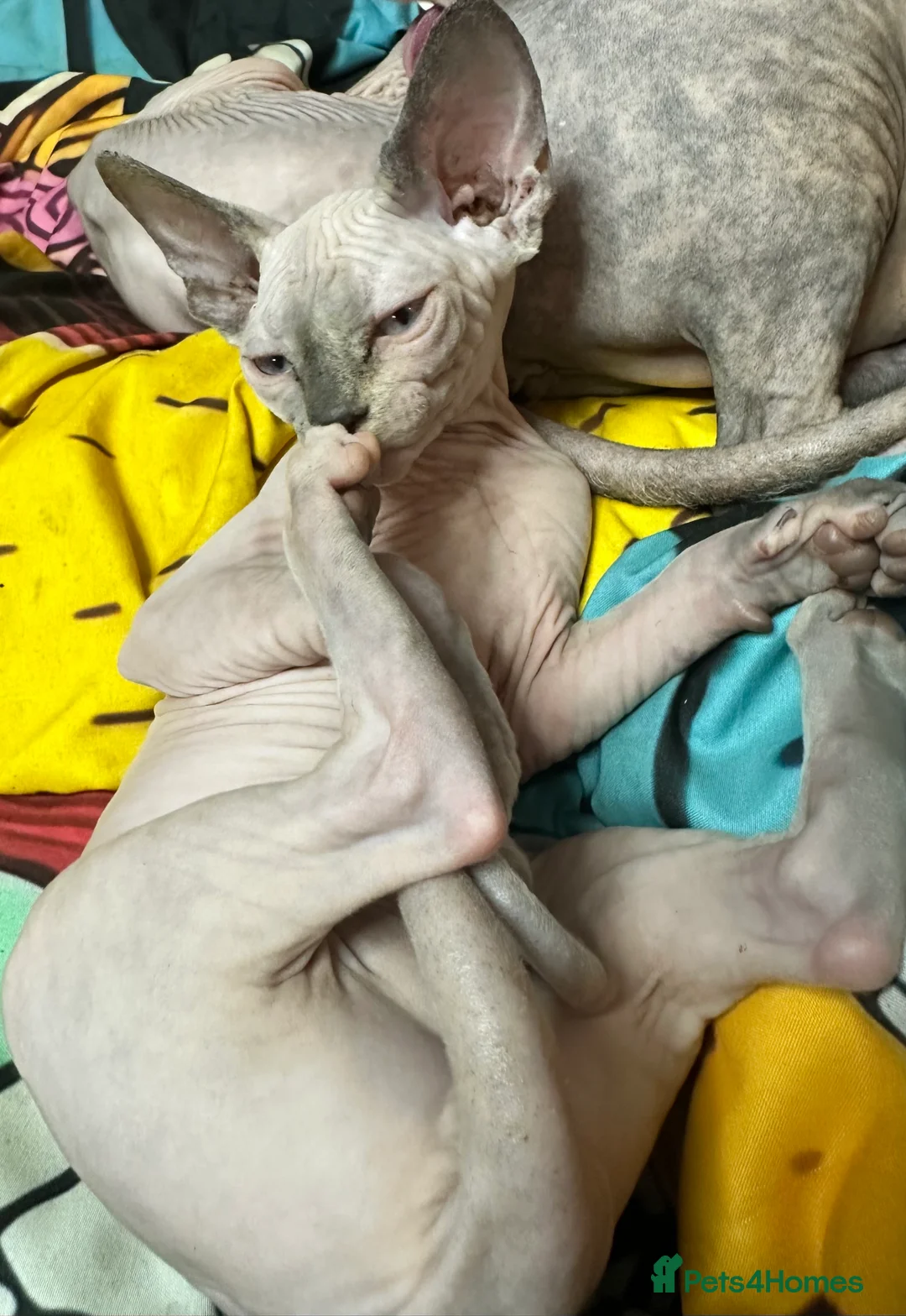 Sphynx cats for sale: LOVING SPHYNX KITTENS READY TO GO🤍 - Advert 18