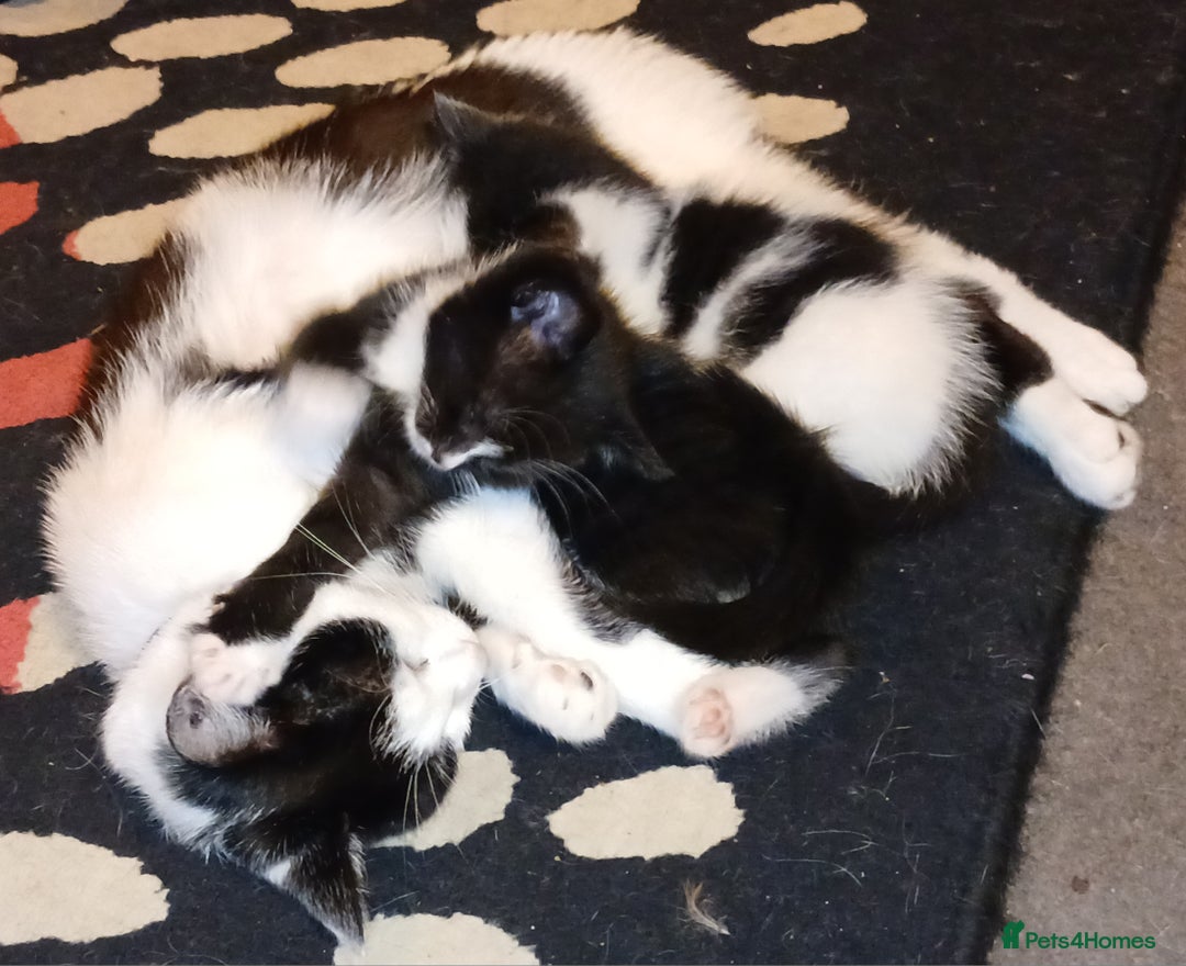 RagaMuffin cats for sale: Female Kitten - Image 4