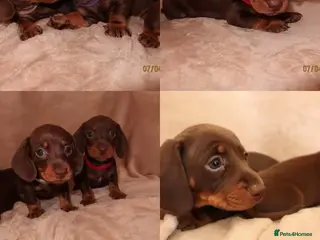 Miniature Dachshund dogs Miniature Dachshund Puppies / Tan - Advert 1