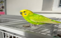 Budgerigars birds for sale: 6 Male Budgies. Tame/ semi-tame. OPEN TO OFFERS - Image 5