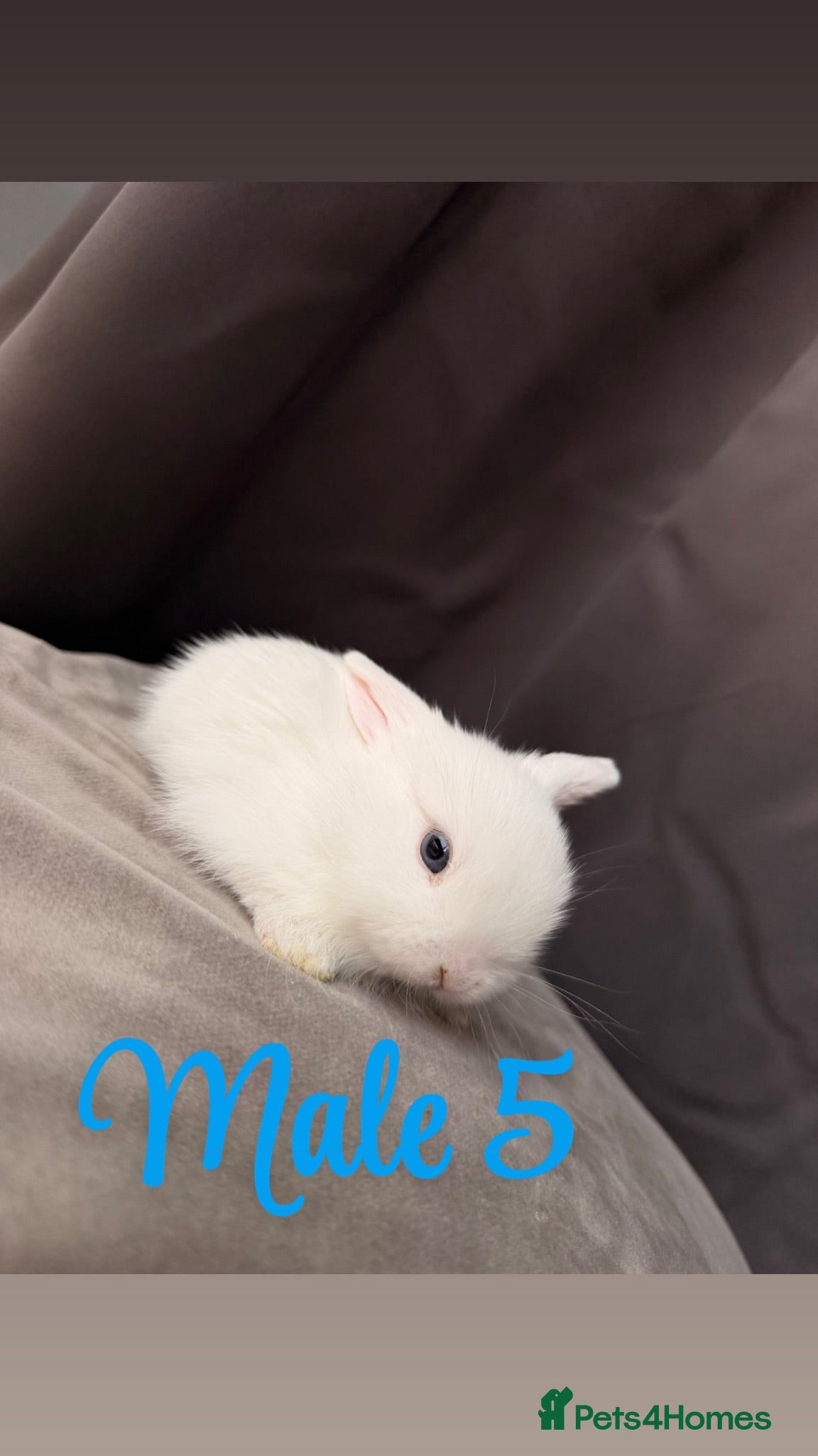 Mini Lop rabbits Bunnies ready next weekend  - Advert 2