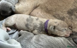 Mixed Breed dogs for sale: Staff x cane corso merle and grey pups for sale  - Image 6