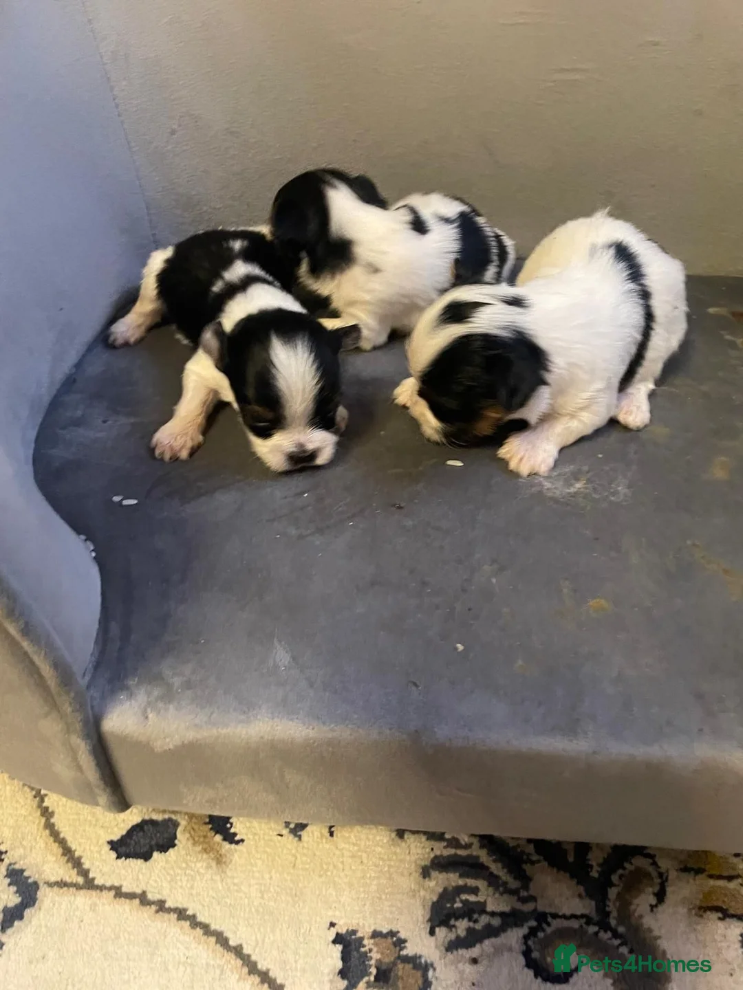 Biewer Terrier dogs for sale: Pure Miniature Biewer Terrier Puppies - Advert 2