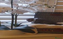 Scottish Fold cats for sale: 😻 Adorable Scottish Fold Kittens For Sale😻 - Image 26