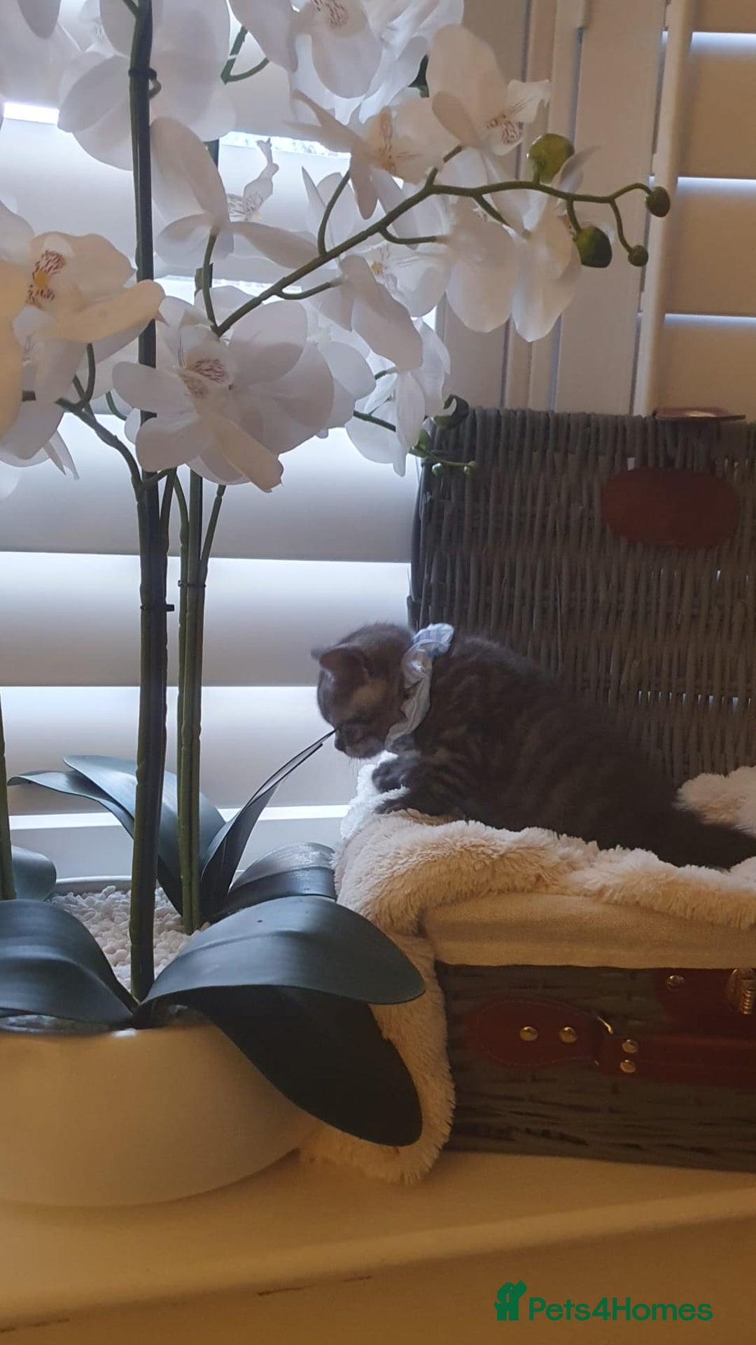 Scottish Fold cats for sale: 😻 Adorable Scottish Fold Kittens For Sale😻 - Image 26