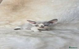 Devon Rex cats for sale: Devon Rex. 3 girls bominant blue eyes. All guts  - Image 27