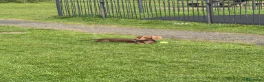 Miniature Dachshund Puppy 1