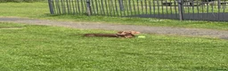 Miniature Dachshund dogs for sale: 11 month old miniature dachshund  in Gloucester - Advert 9