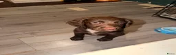 English Springer Spaniel dogs for sale: 6x Brown Springer Puppies  - Advert 8