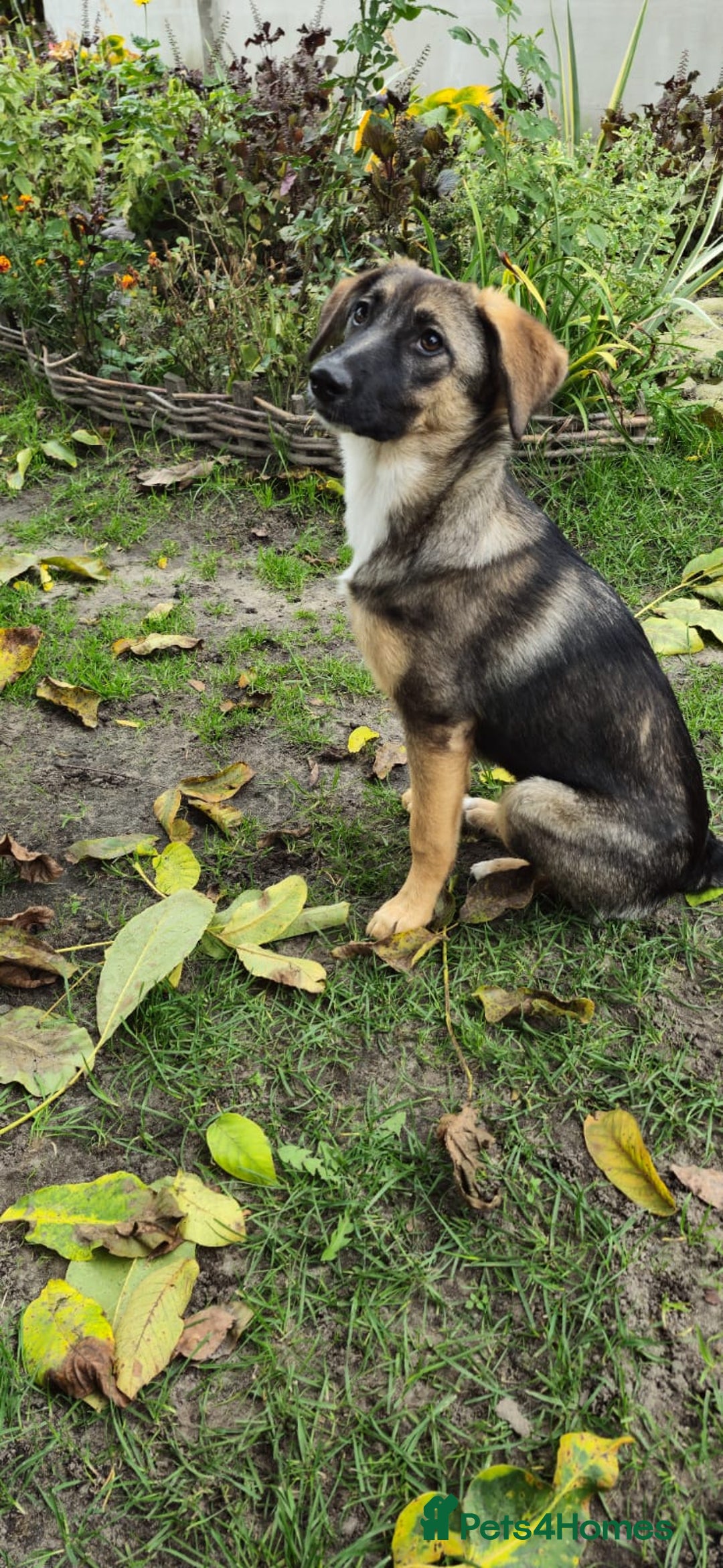 Mixed Breed dogs for adoption: 💖🐶 AMAYA 🐶💖 - Image 5