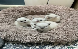 Ragdoll cats for sale: Adorable blue eyed babies - Advert 3