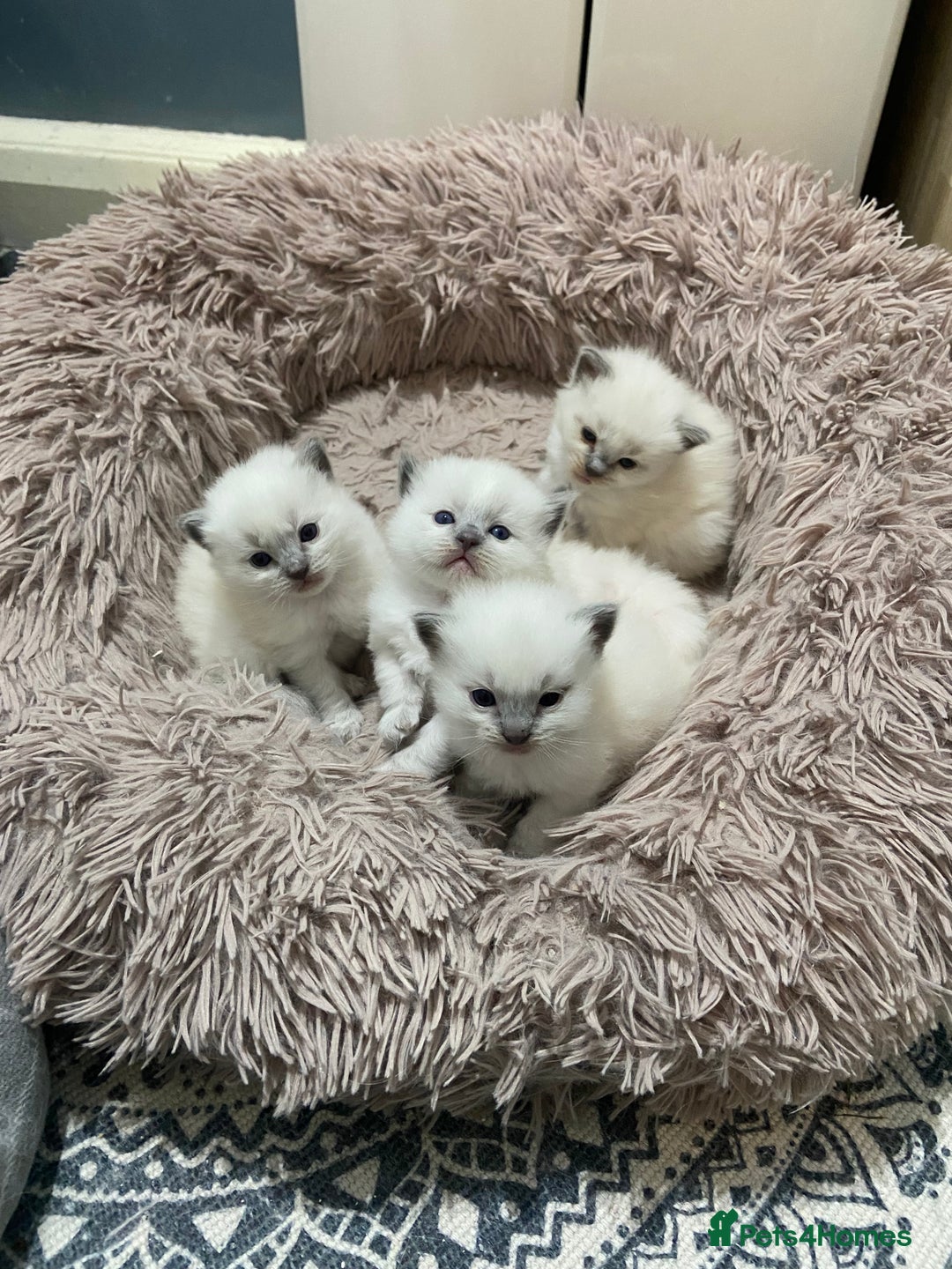 Ragdoll cats for sale: Adorable blue eyed babies - Advert 3