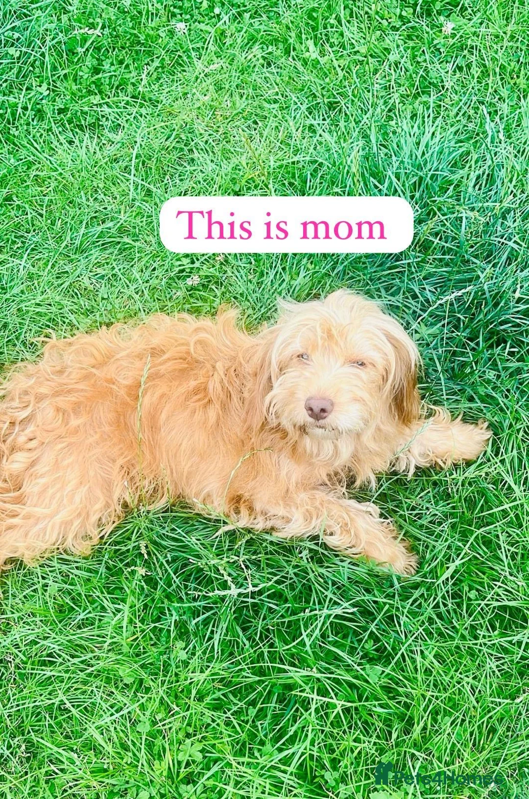 Cockapoo dogs for sale: Cocker poos - Advert 12