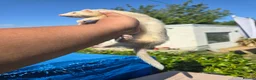 Ferret rodents for sale: Stunning ferret for sale - Advert 12