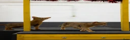 Abyssinian cats for sale: Marvellous Margot - Advert 14