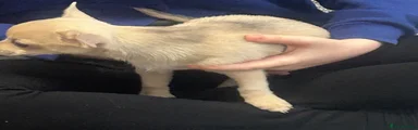 Chihuahua 1