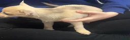 Chihuahua dogs for sale: 2 female chihuahuas for sale  - Advert 7