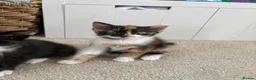 Mixed Breed cats for sale: Fluffy tricolour calico kittens in Derby - Advert 9