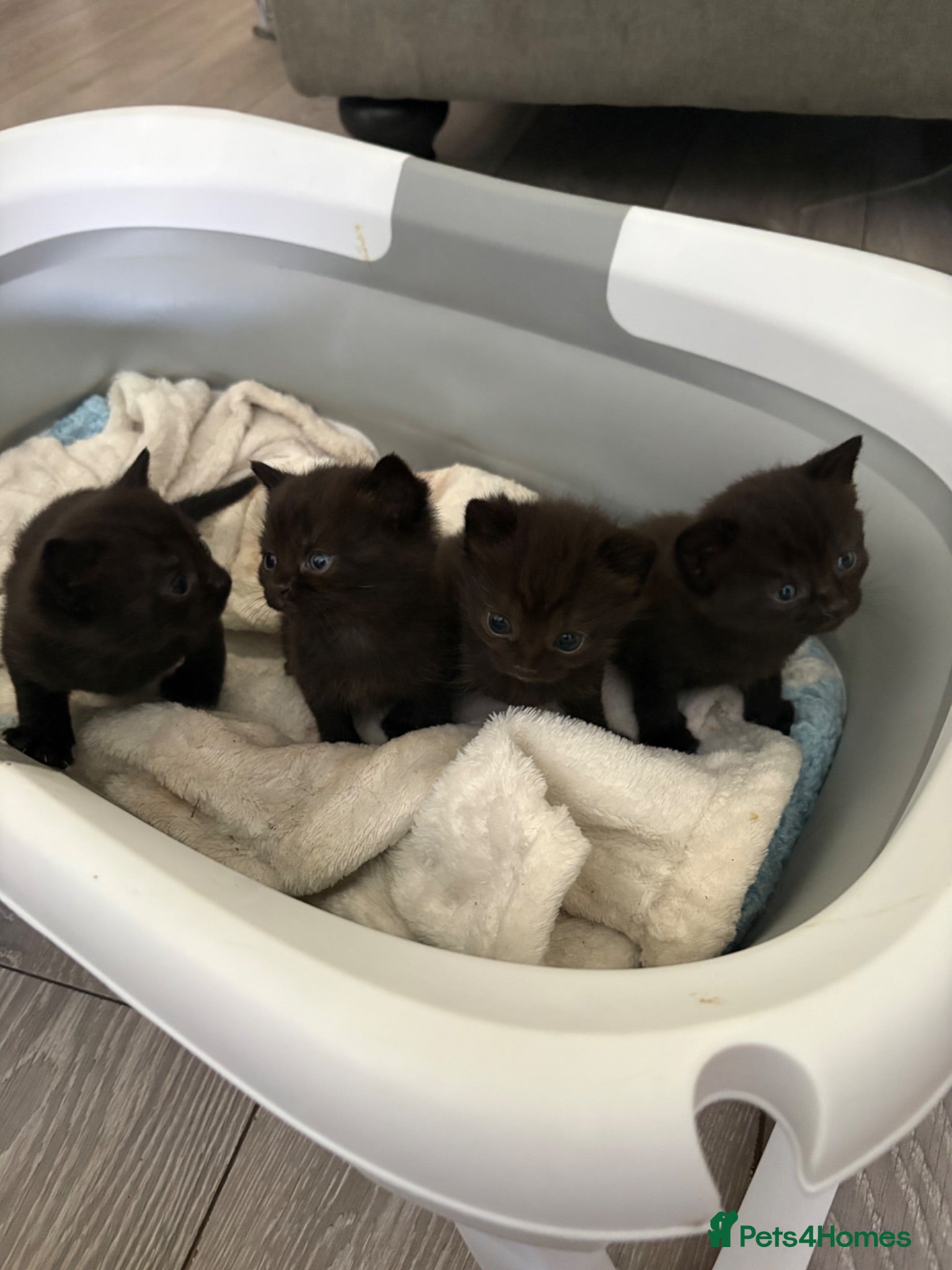 British Shorthair cats British shorthair kittens  - Advert 15
