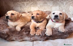 Labrador Retriever dogs for sale: Traditional english show type labrador puppies  - Image 3