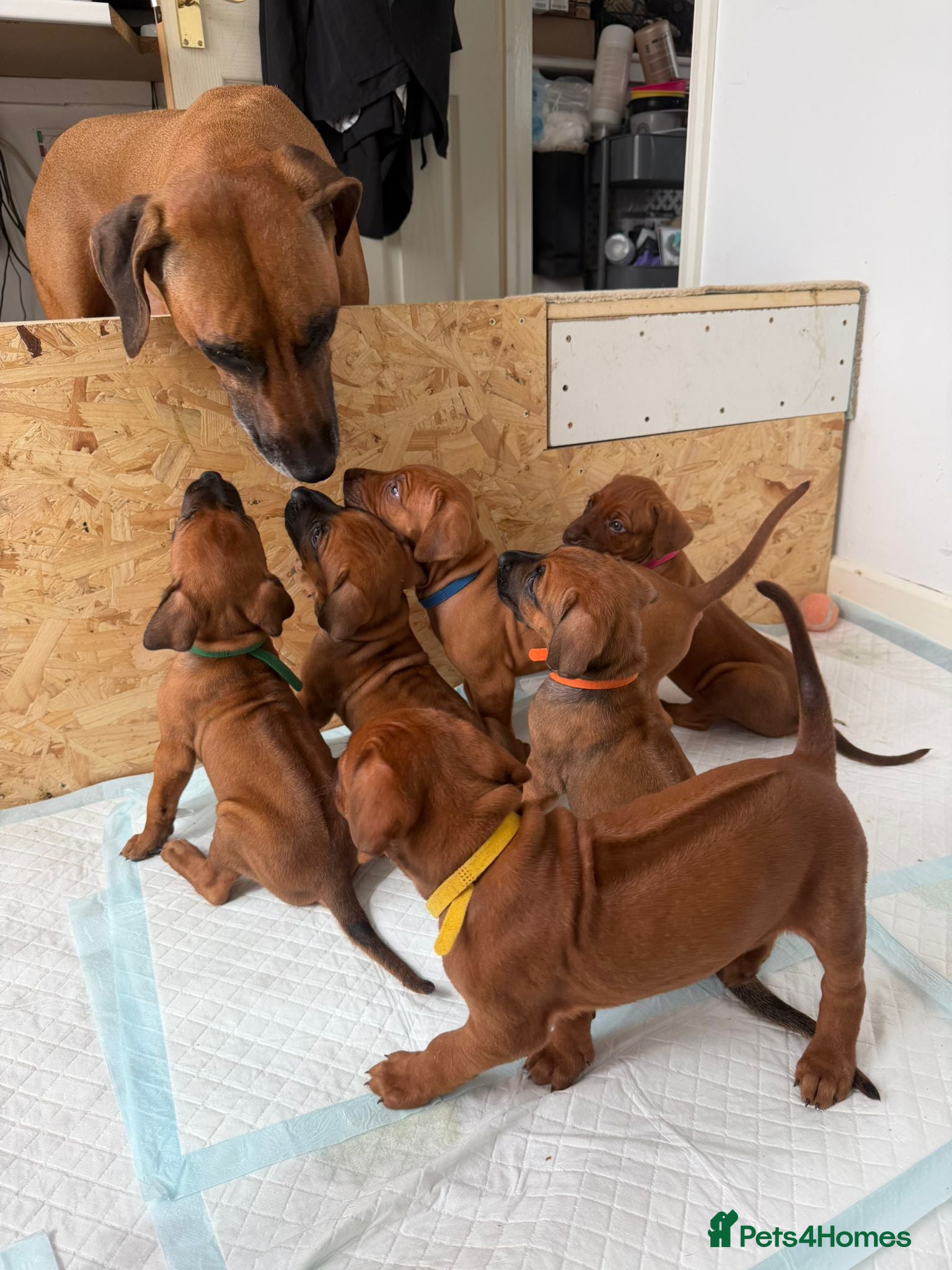 Rhodesian Ridgeback dogs for sale: Stunning KC Registered Rhodesian Ridgeback Puppies - Advert 11