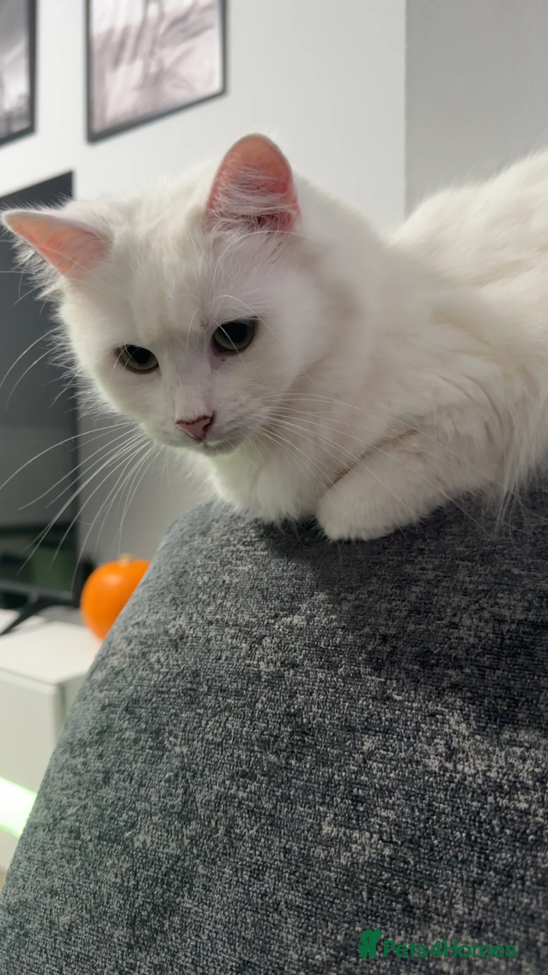 Turkish Angora cats for sale: 3years old female turkish angora - Advert 2