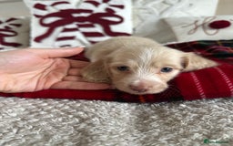 Miniature Dachshund dogs for sale: Top quality long haired miniature dachshunds  - Image 1