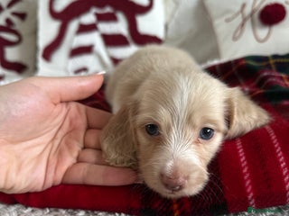 Miniature Dachshund dogs for sale - Advert 1