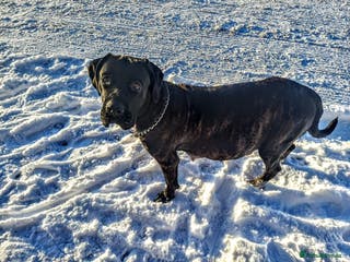 Mixed Breed dogs CANE CORSO X PRESA CANARIO PUPS £850 - Advert 2