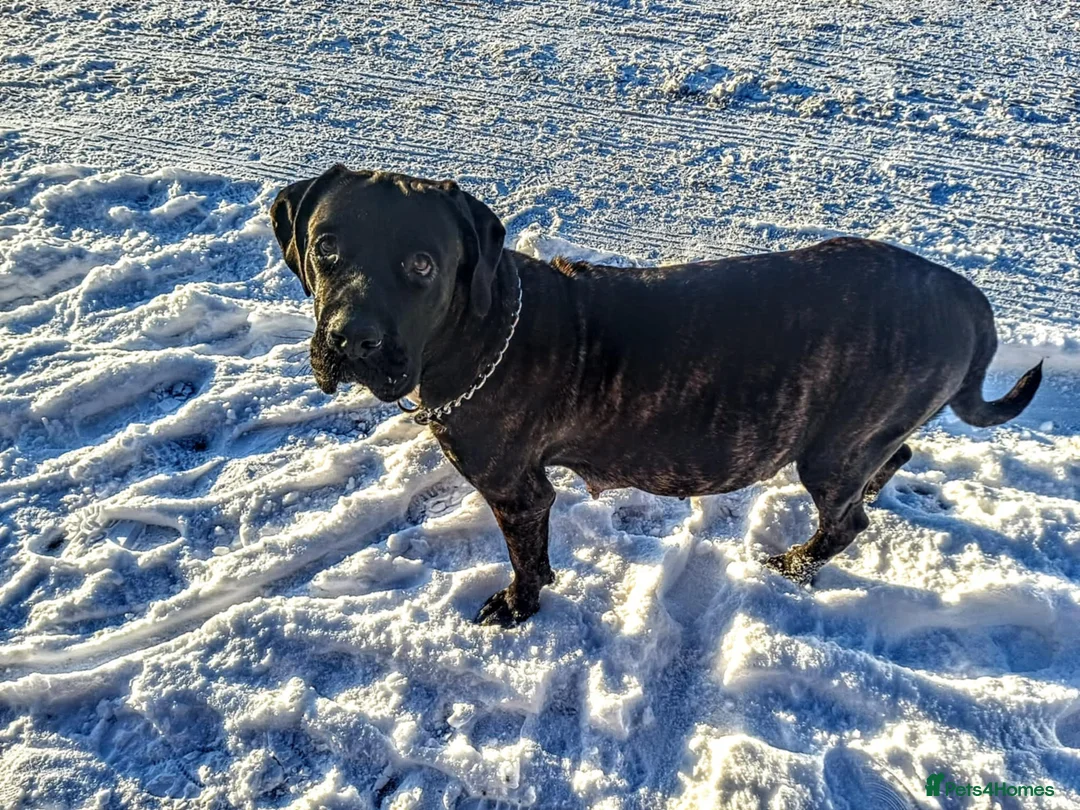 Mixed Breed dogs for sale: CANE CORSO X PRESA CANARIO PUPS £850 - Advert 1