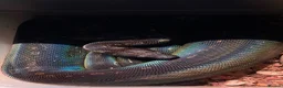 Boa Snake reptiles for sale: AZTEC IMG - Advert 2