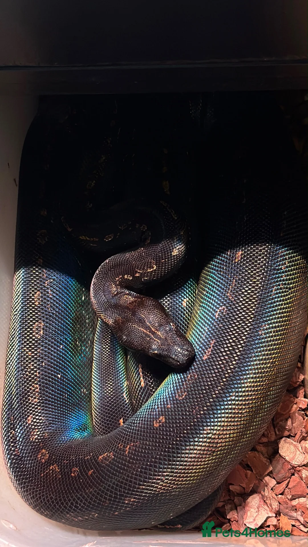 Boa Snake reptiles for sale: AZTEC IMG - Advert 2