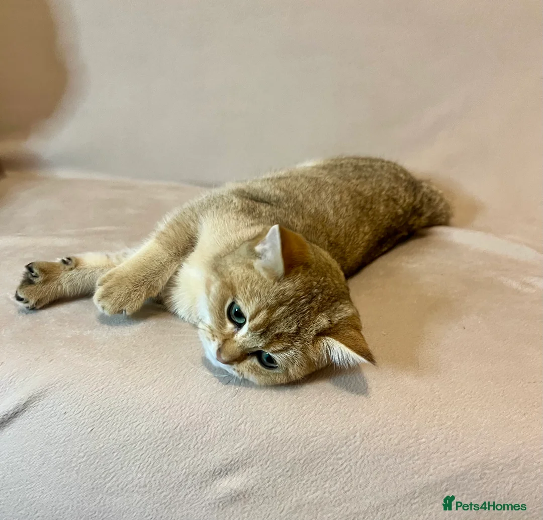 British Shorthair cats for sale: 🐾 Purebred BSH Golden kitten 🐾  - Advert 9