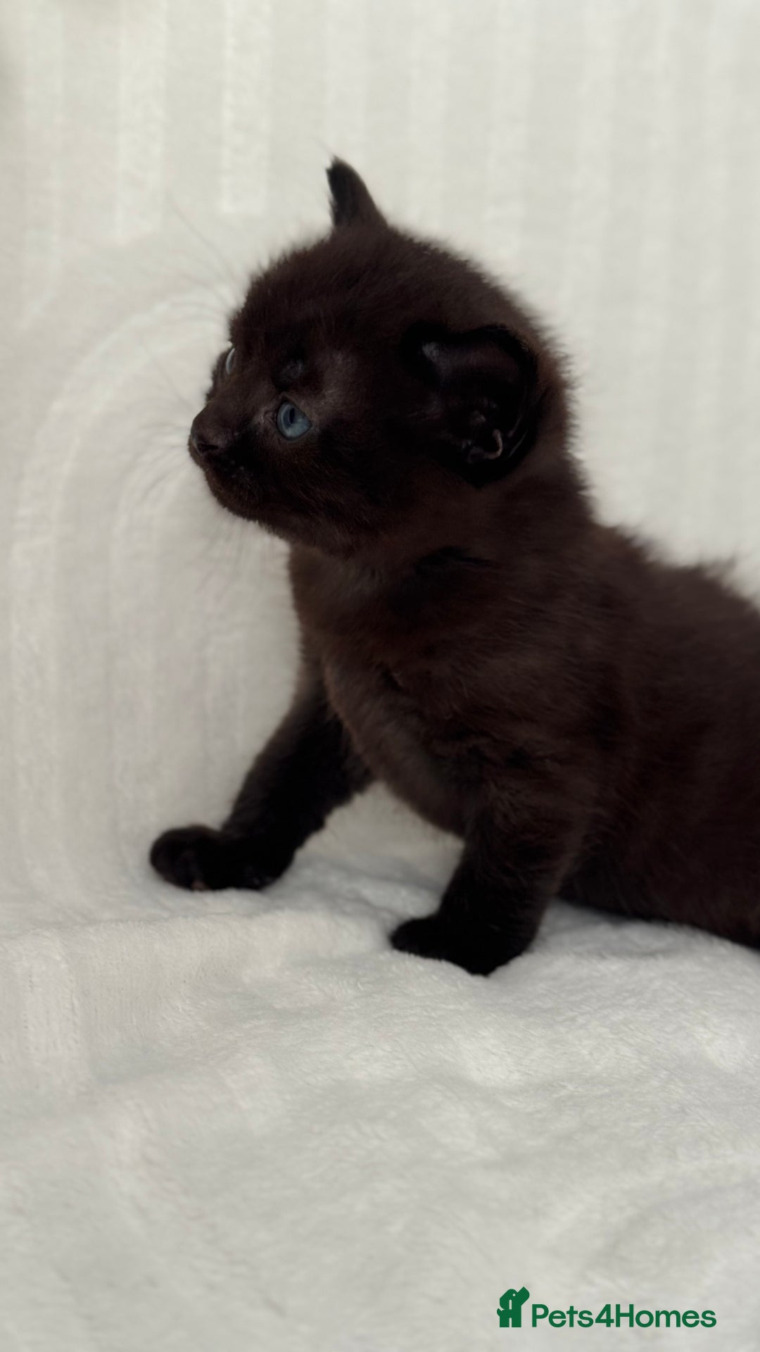 Sphynx cats for sale: ADORABLE KITTENS AVAILABLE - Advert 8