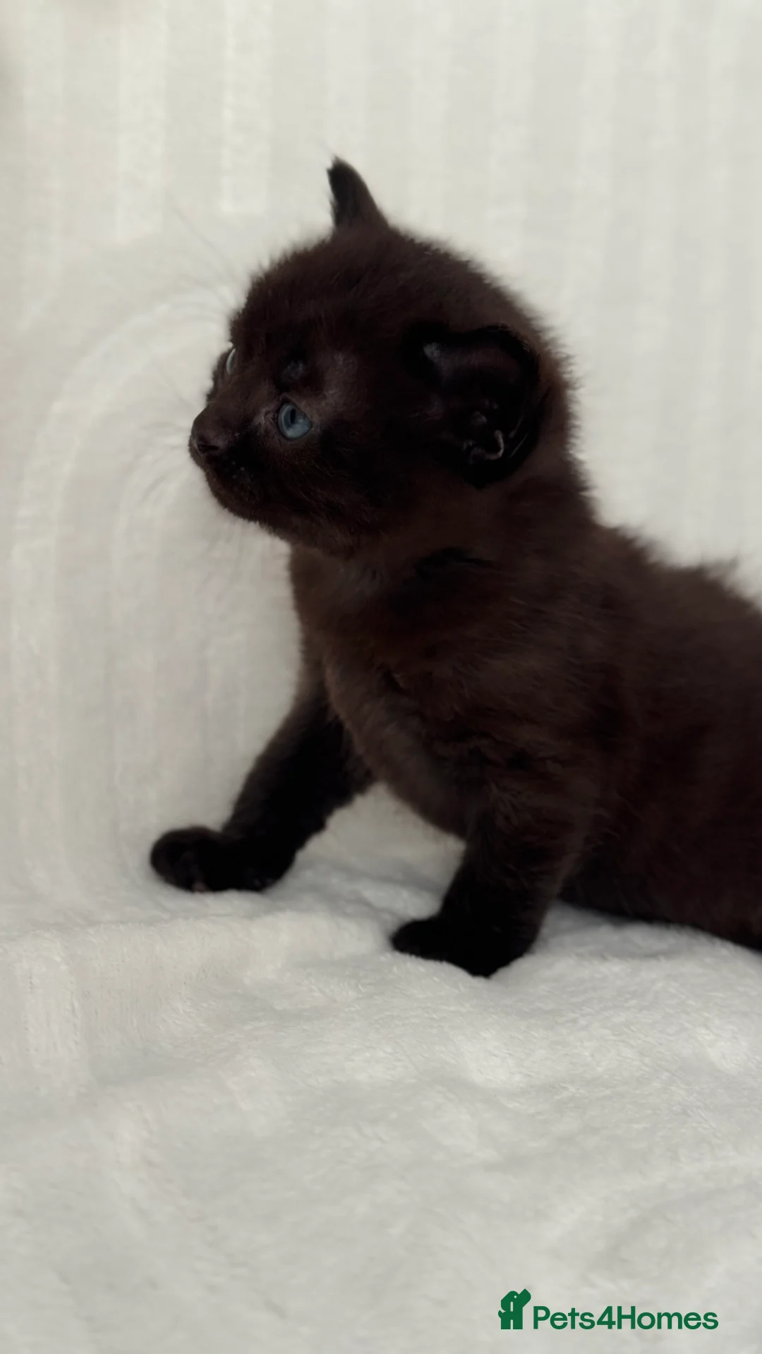 Sphynx cats for sale: ADORABLE KITTENS AVAILABLE - Advert 8