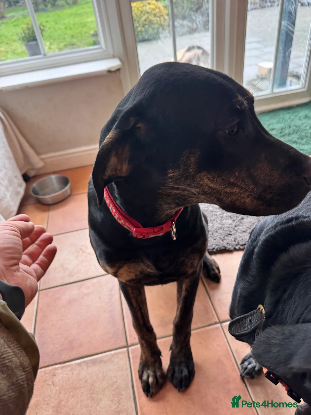 Mixed Breed dogs for sale: Great Dane cross by Golden Retriever  - Advert 3