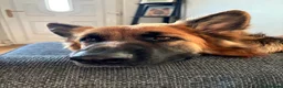 German Shepherd dogs for sale: Female German Shepherd  in Halifax - Advert 8