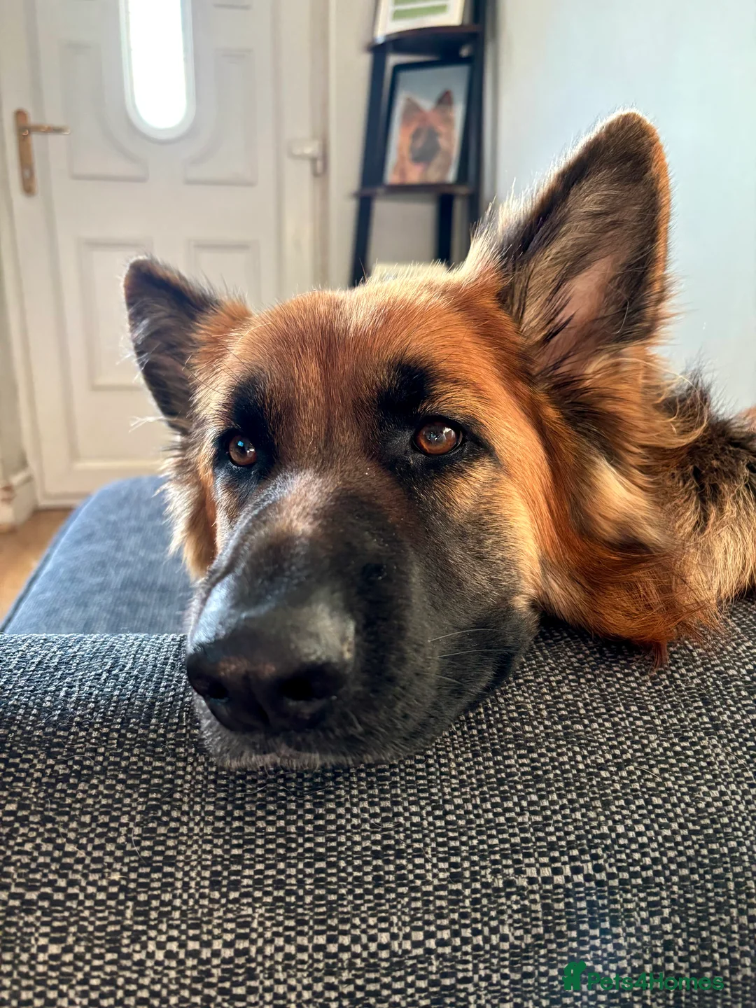 German Shepherd dogs for sale: Female German Shepherd  in Halifax - Advert 8
