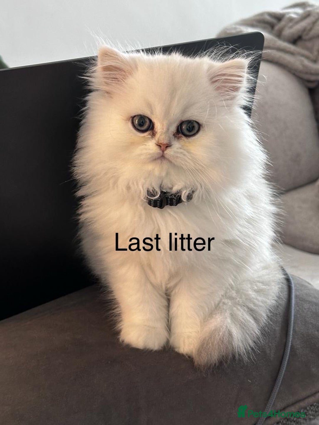 Persian cats for sale: Persian Chinchilla Kittens - Image 14