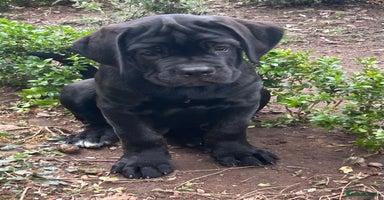 Cane Corso dogs in Newark - Advert 12