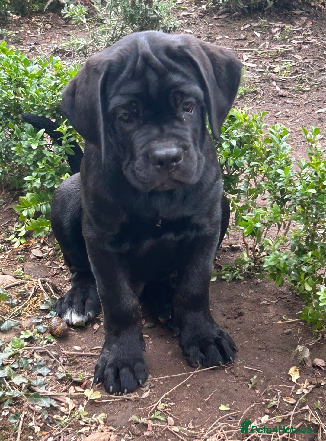 Cane Corso dogs for sale: Full Cane Corso, 1 Black Male remaining  in Newark - Image 3