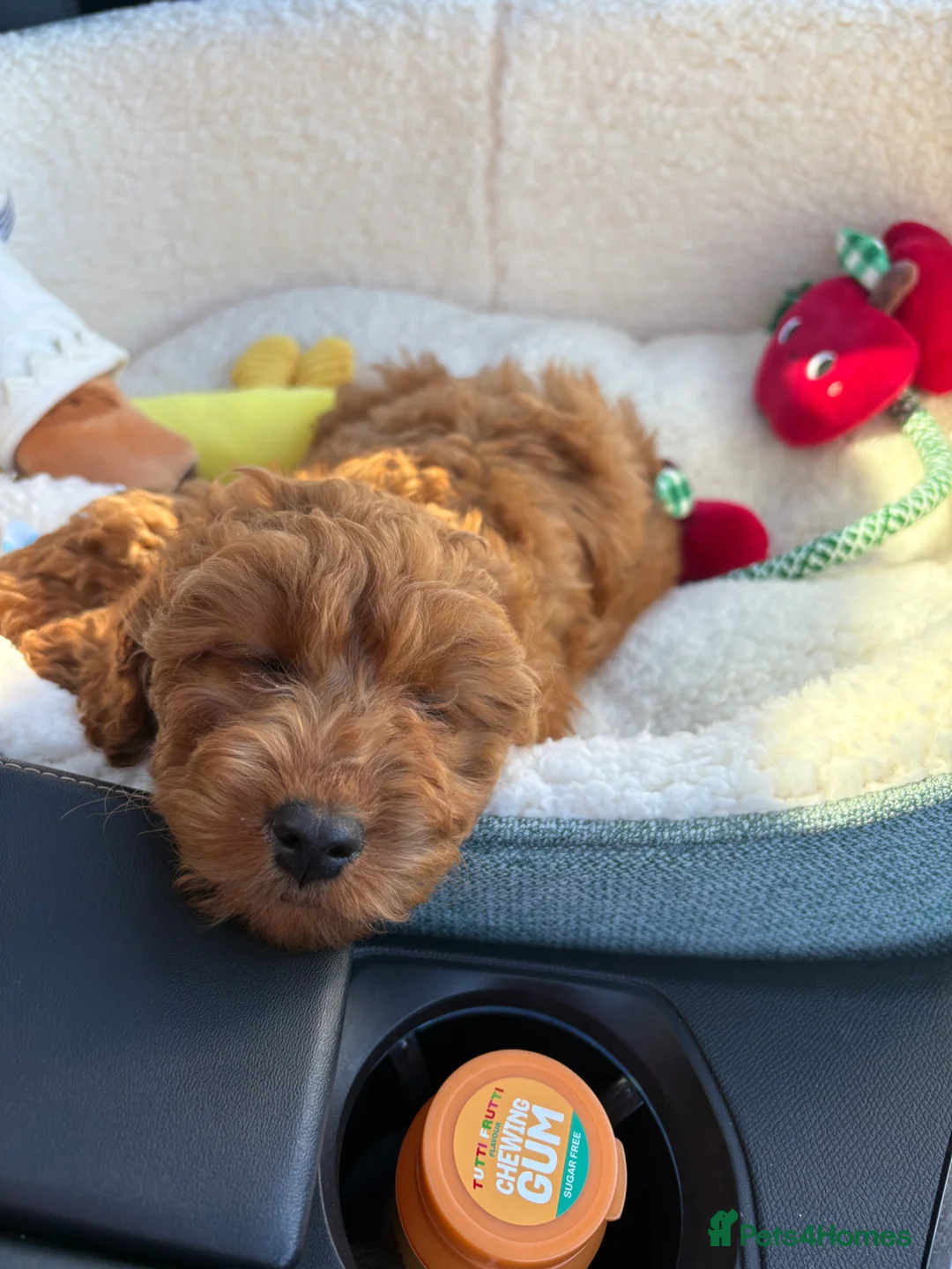 Cavapoo dogs for sale: Beautiful Red cavapoo Puppy for sale  - Advert 7