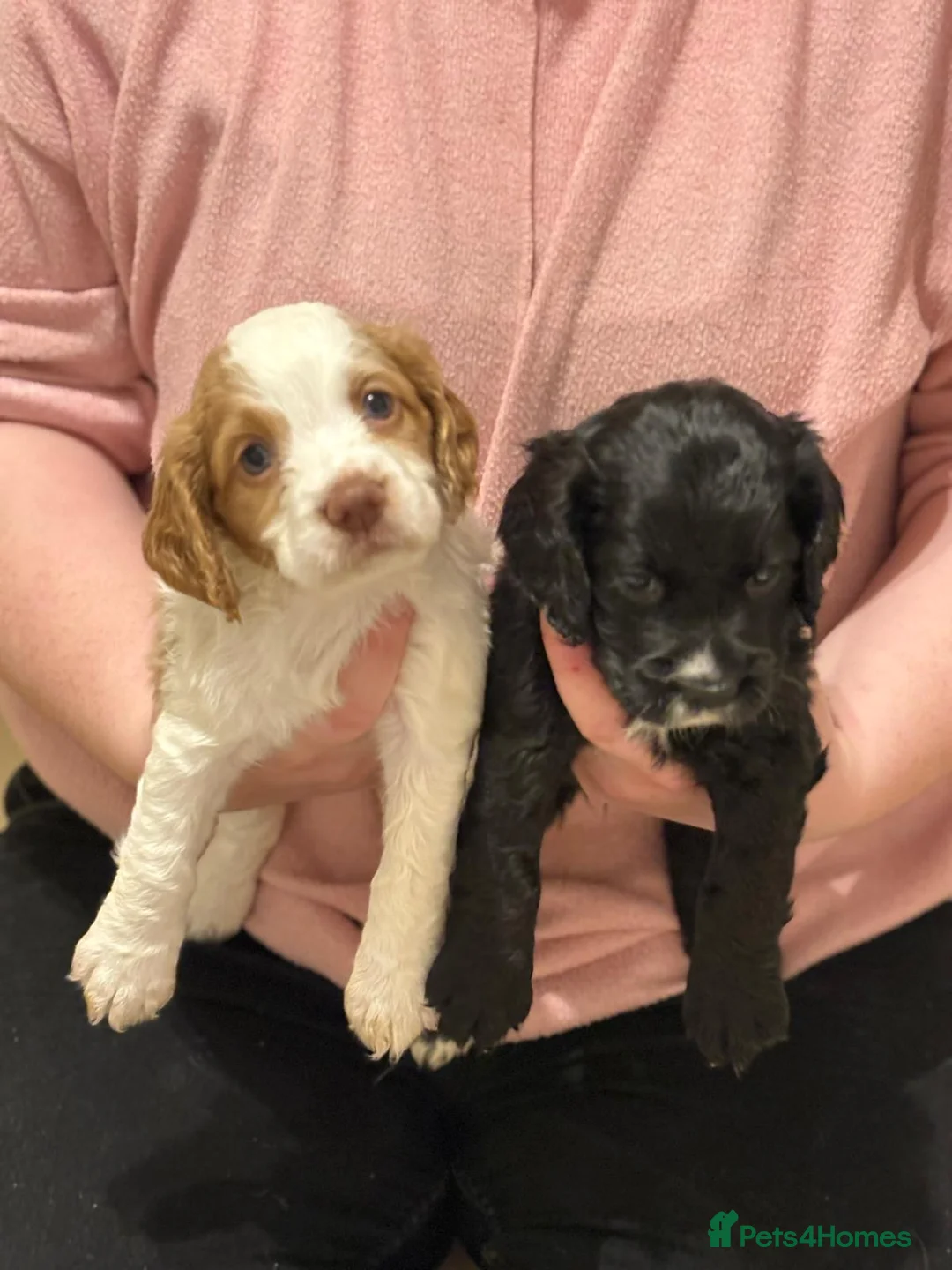 Cocker Spaniel dogs for sale: KC registered working cocker spaniel puppies in Whitchurch - Advert 4