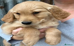 Golden Retriever dogs for sale: Beautiful Red KC Golden Retriver Puppies  - Image 6