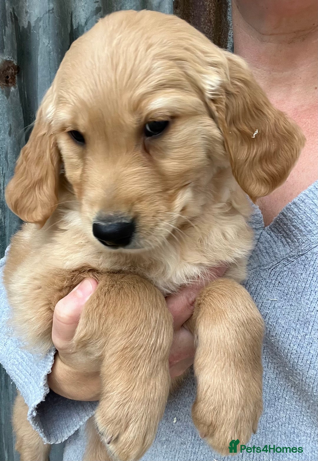Golden Retriever dogs for sale: Beautiful Red KC Golden Retriver Puppies  - Image 6