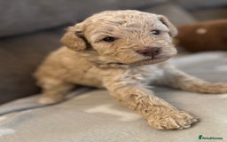 Labradoodle dogs for sale: Miniature Labradoodle puppies - Image 15