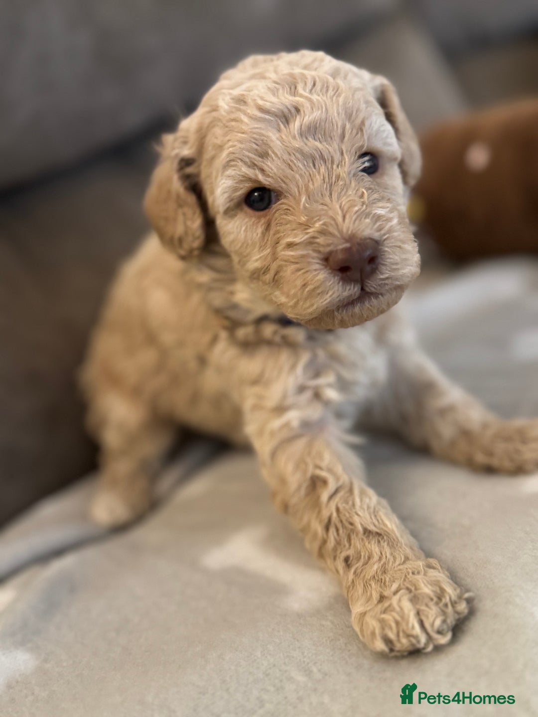 Labradoodle dogs for sale: Miniature Labradoodle puppies - Image 15