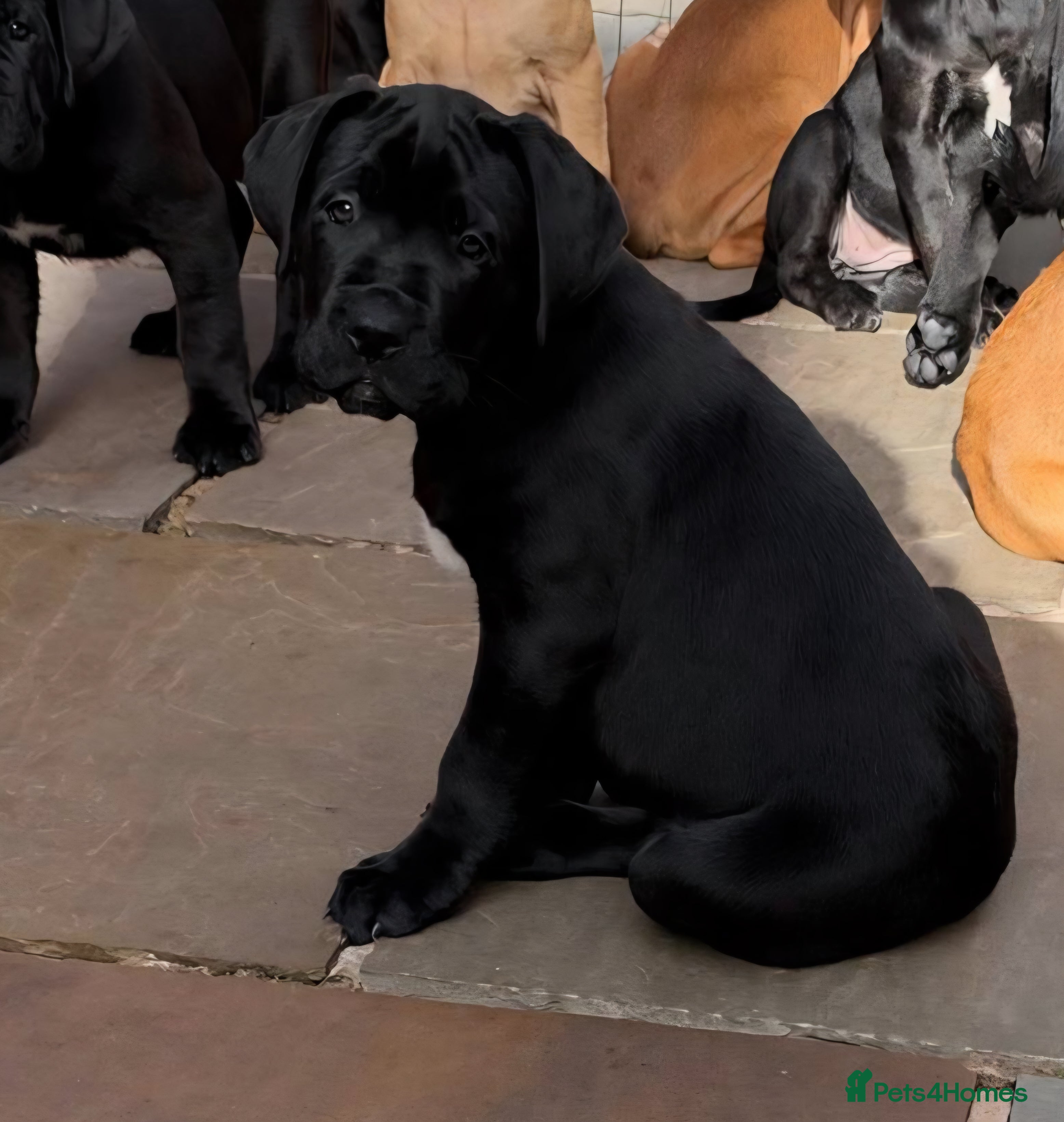 Cane Corso dogs 88% Cane Corso x 12% Malinois Pups (Ready NOW) - Advert 2