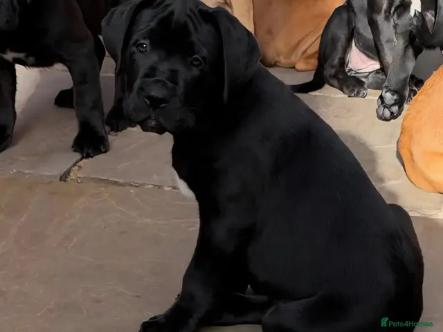 Cane Corso dogs for sale: 88% Cane Corso x 12% Malinois Pups (Ready NOW) - Advert 2
