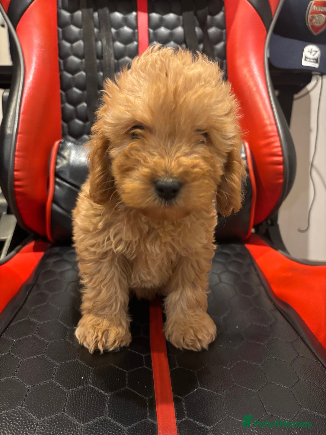 Cockapoo dogs for sale: Beautiful gold Cockapoo puppies - Advert 22